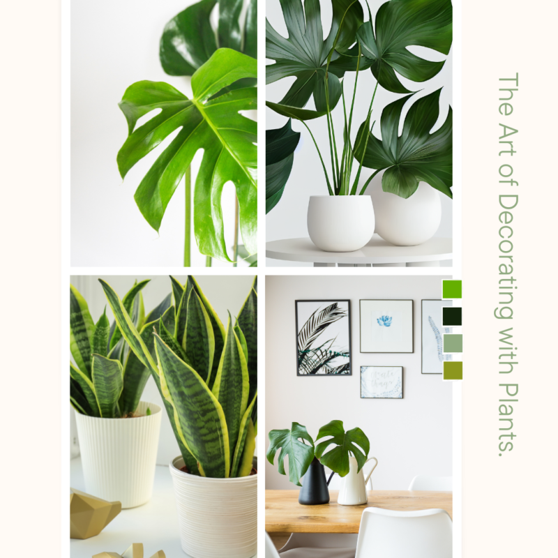 Green Minimal Aesthetic Home Decoration With Plants Instagram Post