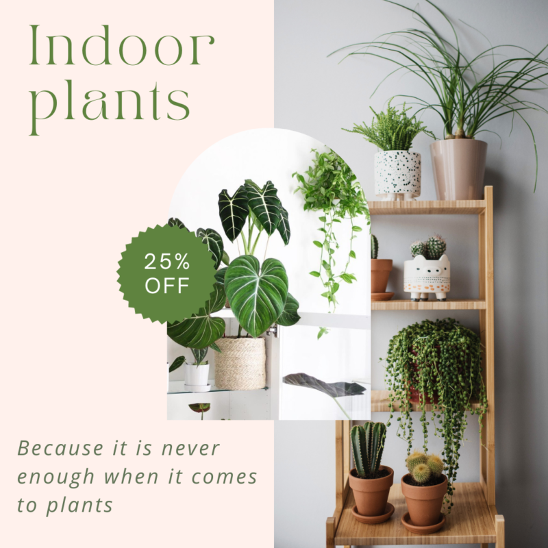 Olive Home Indoor Plants Instagram Post